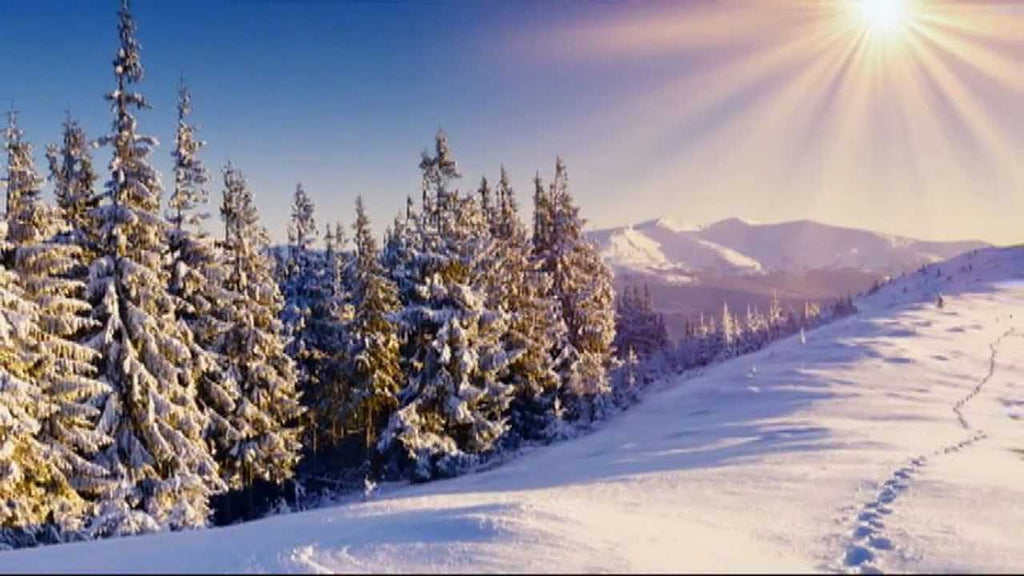 I'm dreaming of a GREEN Christmas