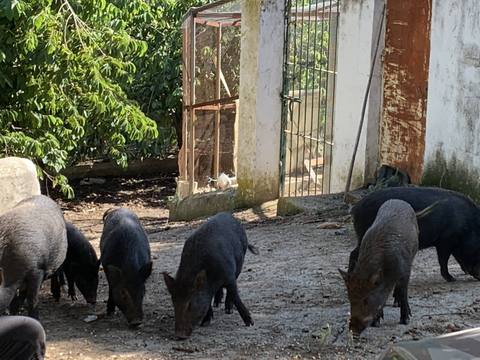 Vietnamese Pigs In Spain